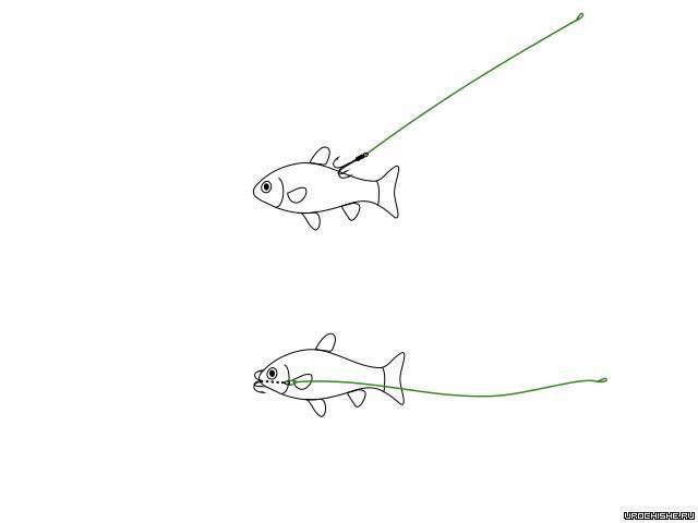 Как насаживать живца - спортивное рыболовство