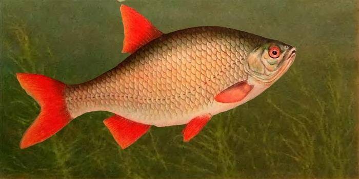 Рыба красноперка - описание с фото; как приготовить эту речную рыбу