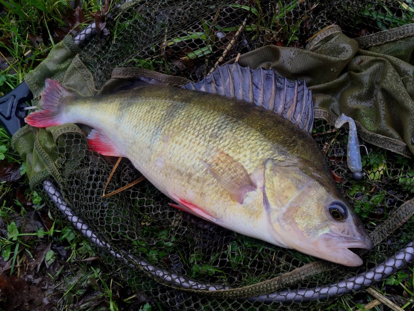 Рыбалка в волгодонске: ловля судака в его окрестностях, пруд грачики и другие рыболовные места