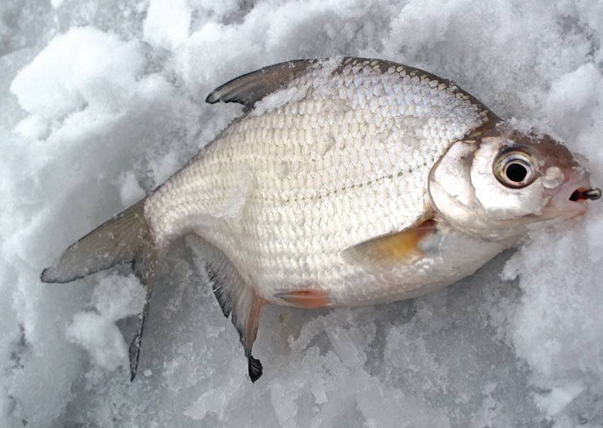 Чем питаются рыбы в зимнее время