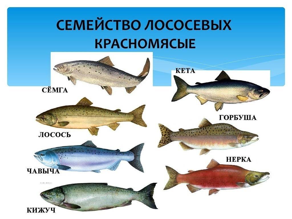 Лосось: какая это рыба, морская или речная, фото, цена