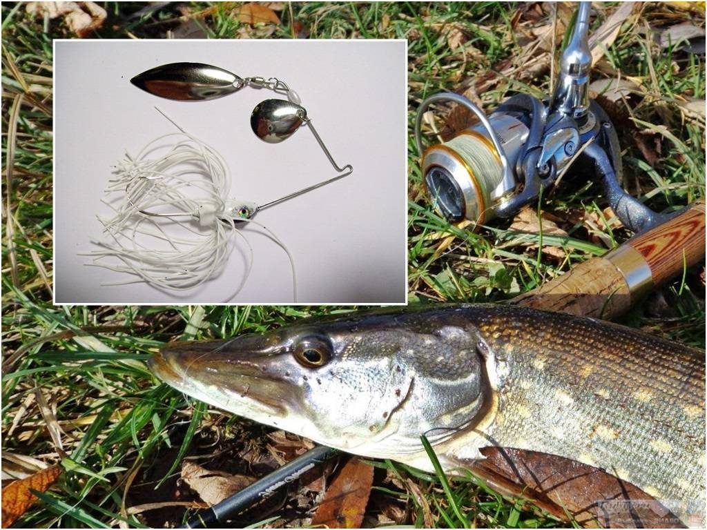 Рыбалка на спиннинг | спиннинг клаб - советы для начинающих рыбаков
как подсекать щуку на спиннинг и вываживать ее