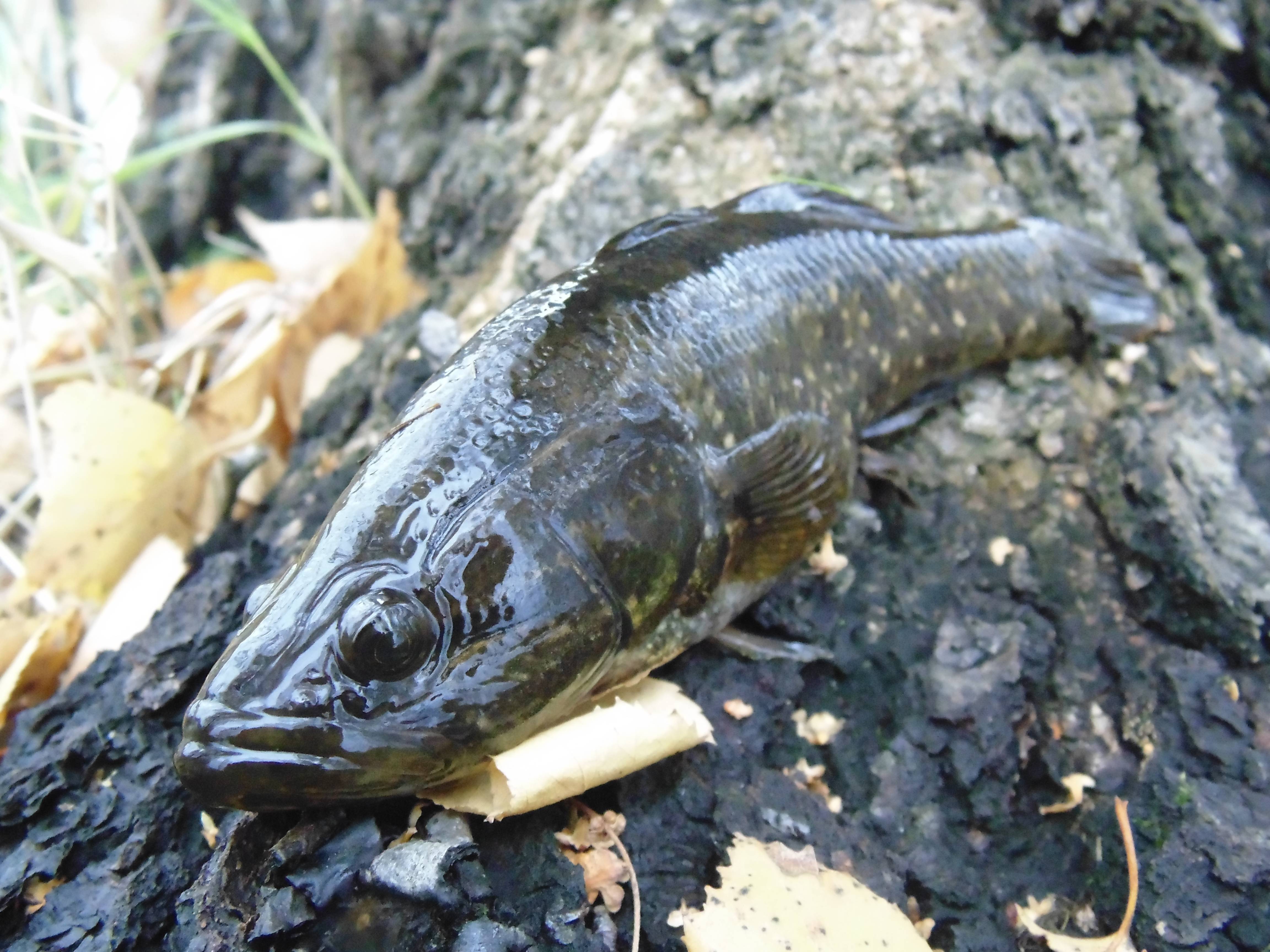 Ротан рыба. описание, особенности и среда обитания рыбы ротан