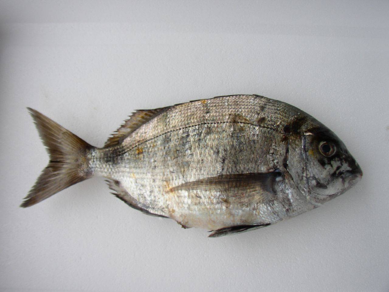 Рыба сарган: фото, ареал обитания в черном море, особенности питания, как ловить