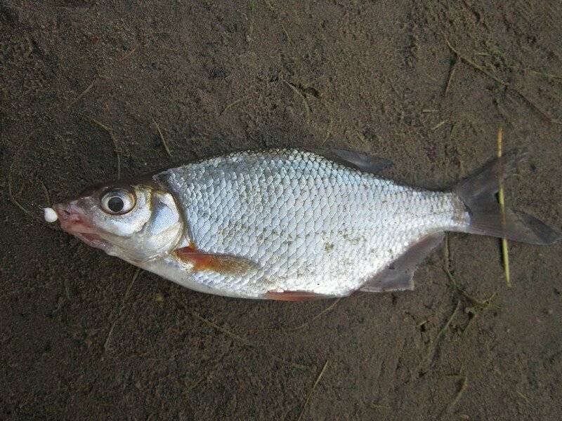 Рыба «Густера» фото и описание