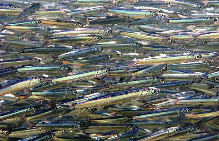 Рыбы черного моря - названия видов, фото и описание — природа мира