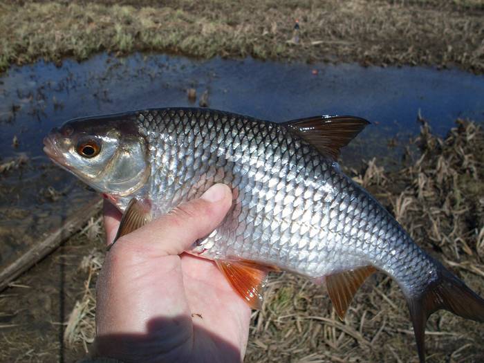 Список рыбы в реках россии с описанием и фото
