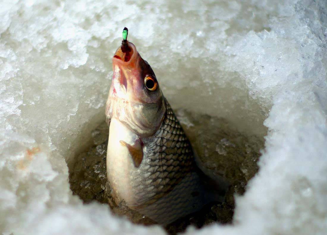 В какую погоду лучше ловить рыбу – основные факторы