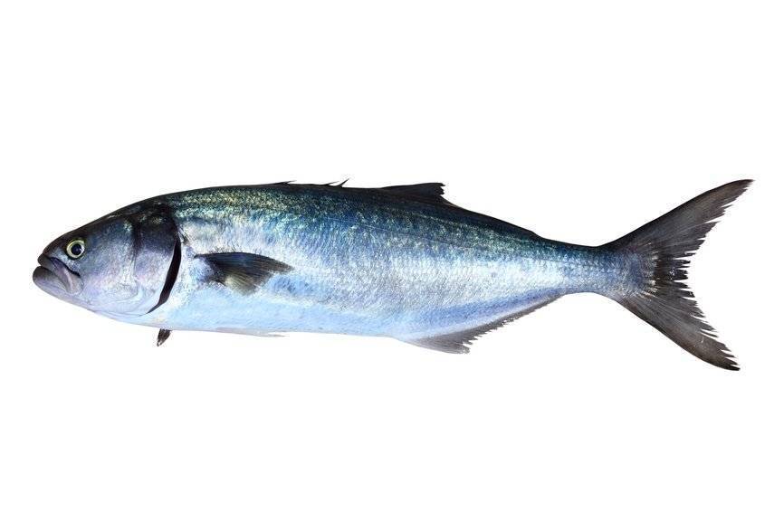 Луфарь - 140 фото рыбы, способы лова и особенности выбора снастей