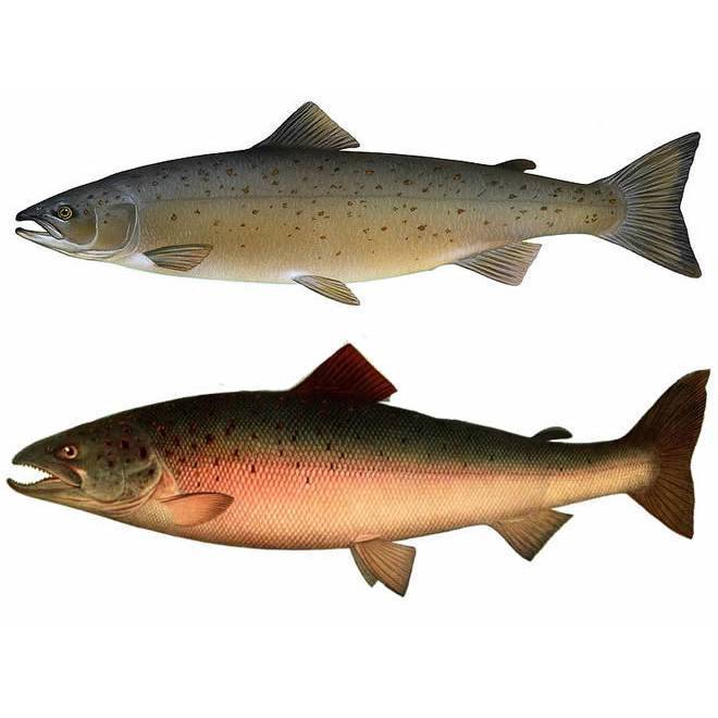 Какую рыбу лучше выбрать — кижуч или кету?