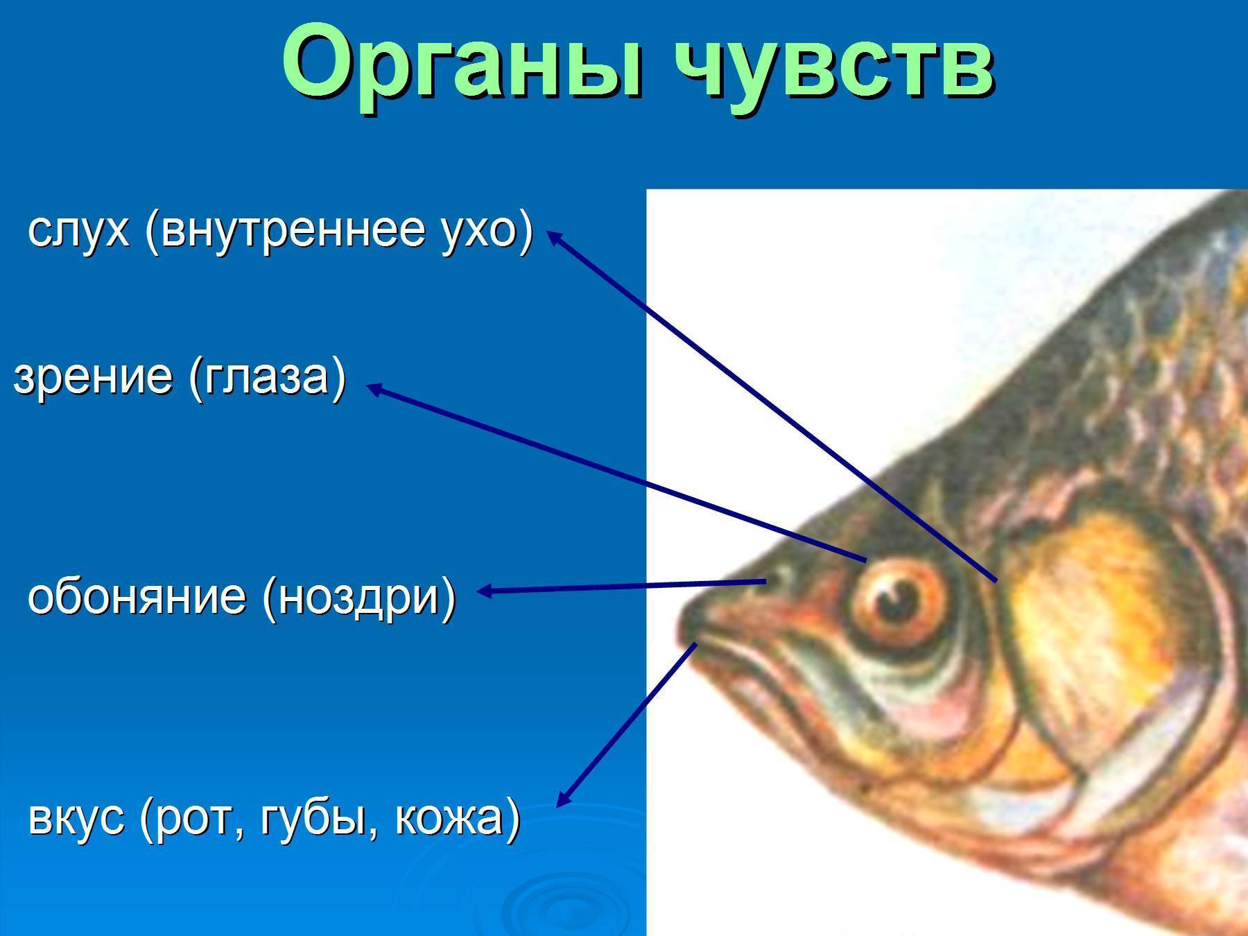 Какой слух у рыб? и как работает у рыб орган слуха?