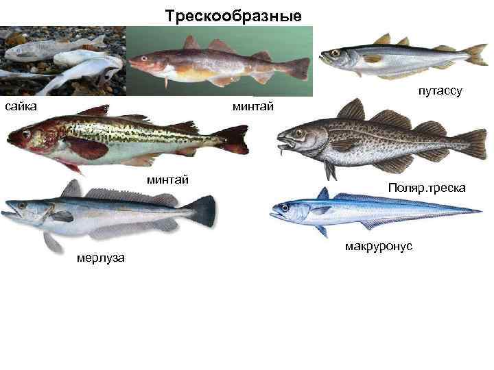 Контрольная работа: рыбы и рыбные товары - bestreferat.ru