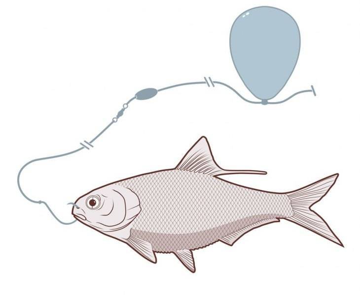 Как насадить живца на крючок при разных видах рыбной ловли? особенности выбора живца, его насадки и советы опытных рыболовов