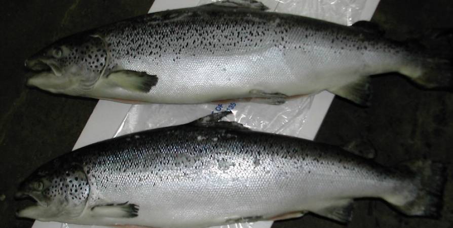 Морская рыбалка на спиннинг