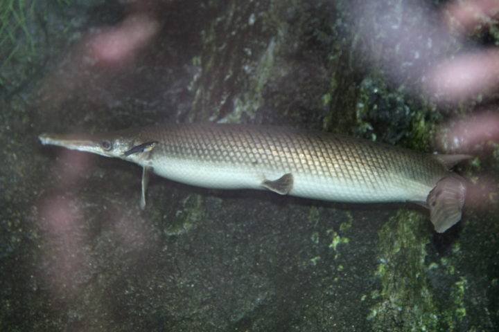 Панцирная щука или рыба-аллигатор: ужас реки миссисипи | живой мир - природа