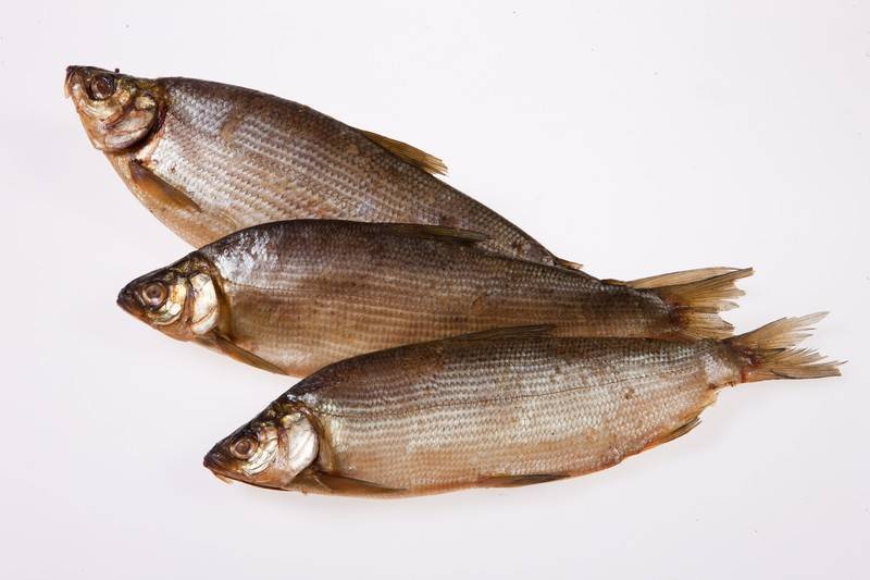 Пелядь рыба. фото, описание, морская или речная, как приготовить, посолить, рецепты