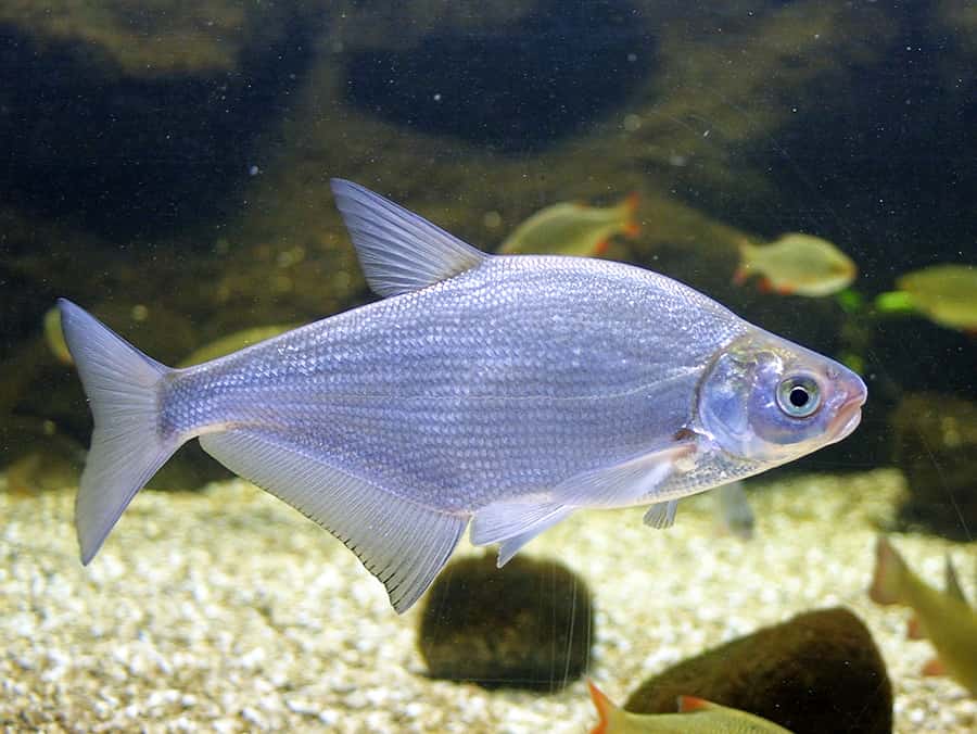 Рыба белоглазка: фото и описание, польза и вред, калорийность