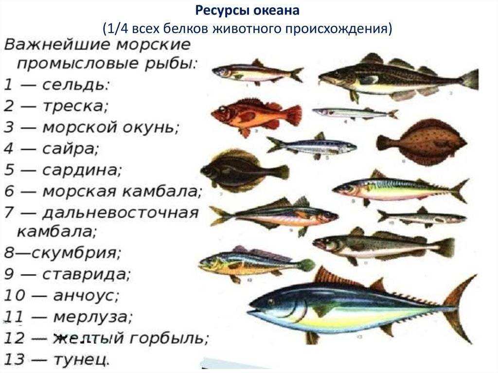 Диетические сорта рыбы: список с названиями морских и речных нежирных видов