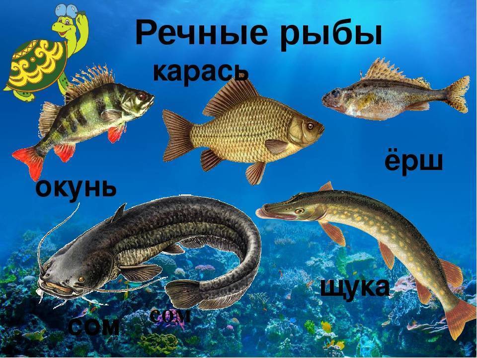 Разновидности речных рыб: виды, список, названия, описание с фото и места обитания