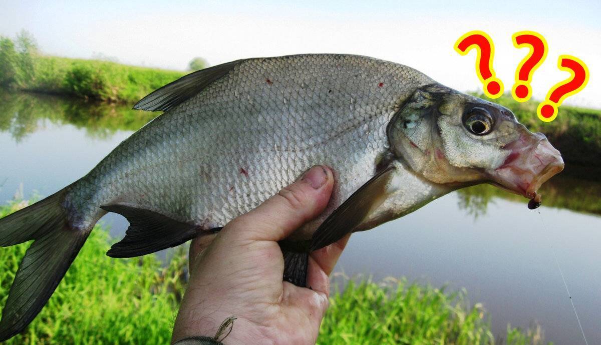 Рыба черный амур: описание, повадки, полезные свойства