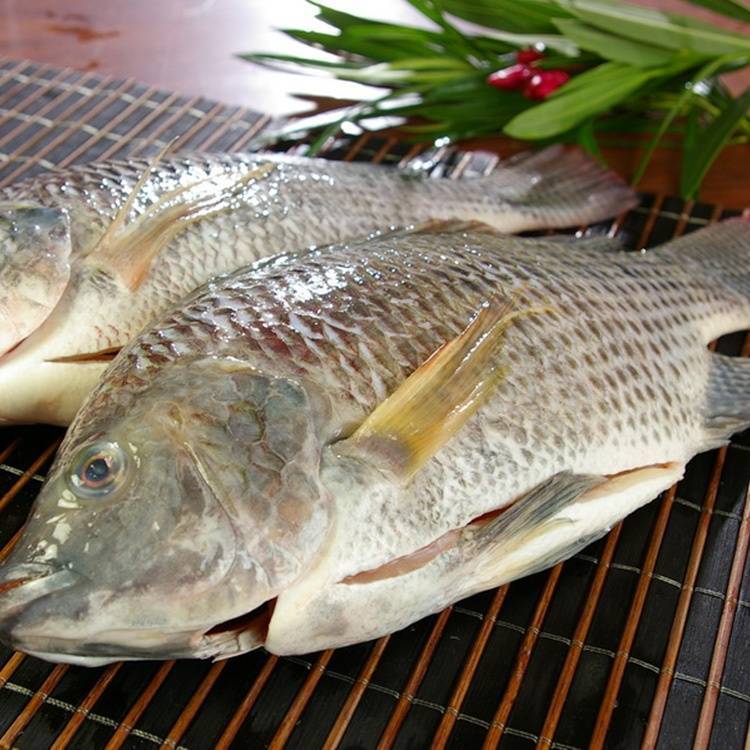 Тилапия: что за рыба, состав, калорийность, польза, вред, противопоказания