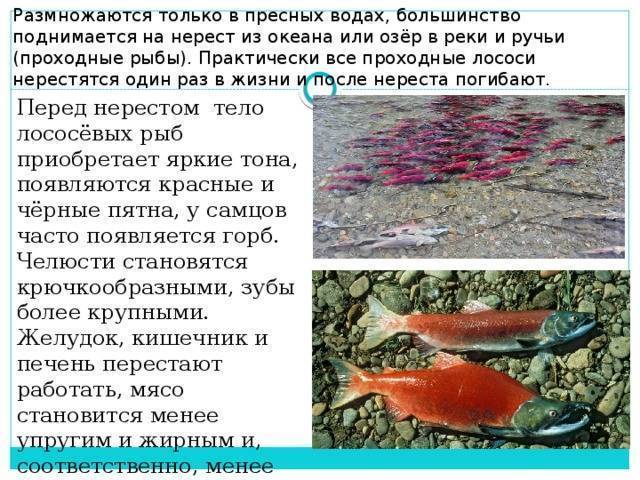 Читать онлайн «рассказ о жизни рыб» автора правдин иван федорович — rulit — страница 14