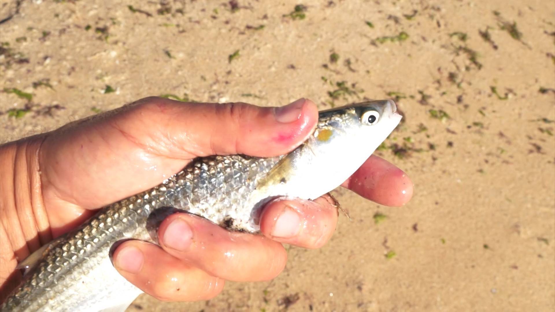 Рыбалка в крыму: лучшие места и особенности рыбной ловли на полуострове
