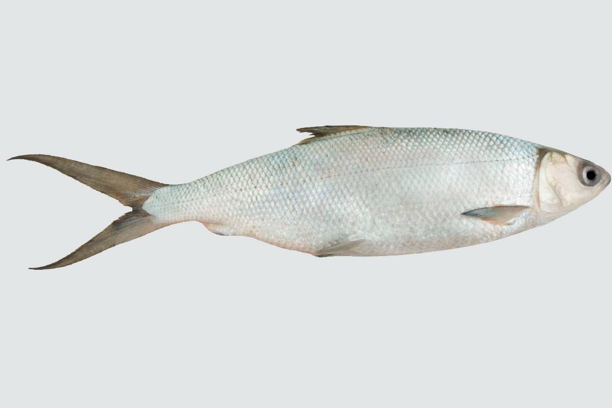 Омуль байкальский: рыбалка на рыбу, где водится, есть ли запрет на вылов