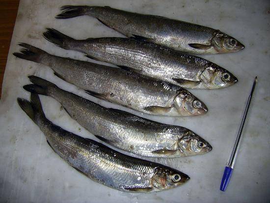 Рыба рипус — описание, особенности поведения, рыбалка