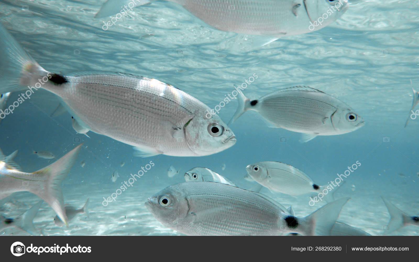 Рыба «Облада чернохвостая» фото и описание