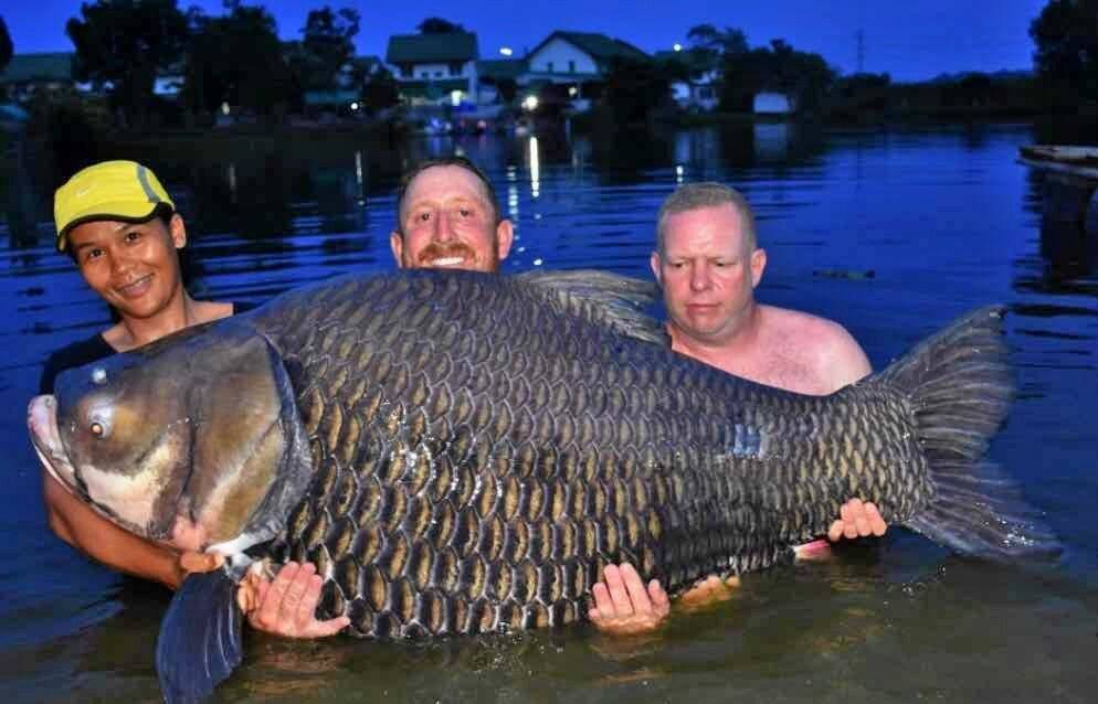 Самые большие пресноводные рыбы...