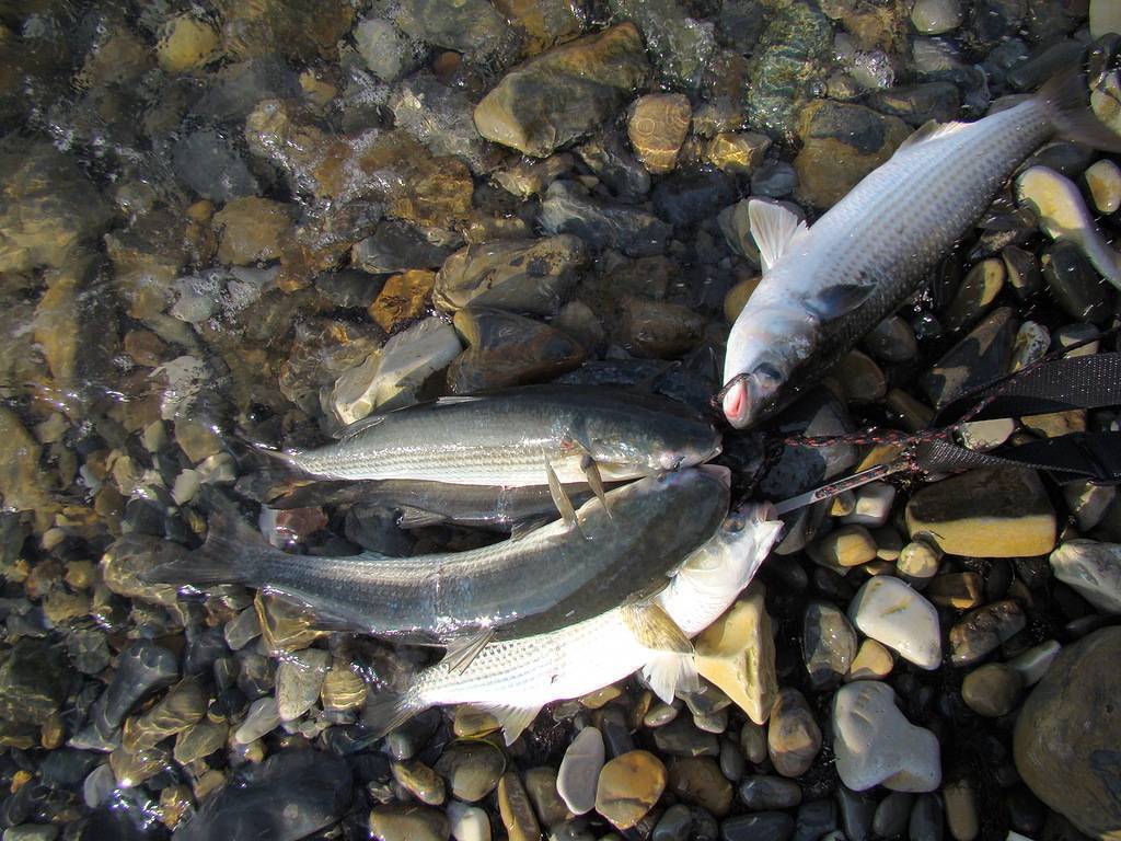 Минимально разрешенные к вылову размеры рыбы в азово-черноморском рыбохозяйственном бассейне, сохрани в закладки