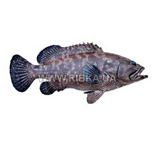 Рыбы красного моря - обитатели морских глубин и их характеристики (110 фото)