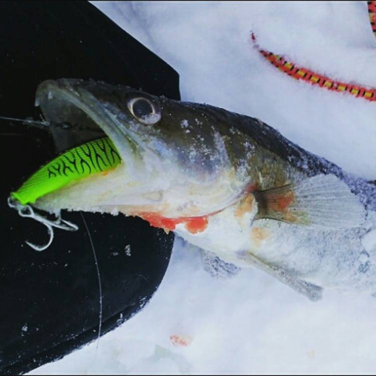 Зимняя рыбалка на ратлины: описание приманки для ловли судака и щуки, критерии выбора, рейтинг лучших моделей