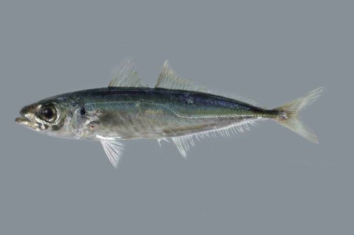Рыба ставрида - полезные свойства и рецепты приготовления