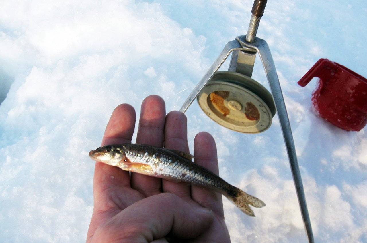 На что ловить рыбу – лучшие наживки и насадки