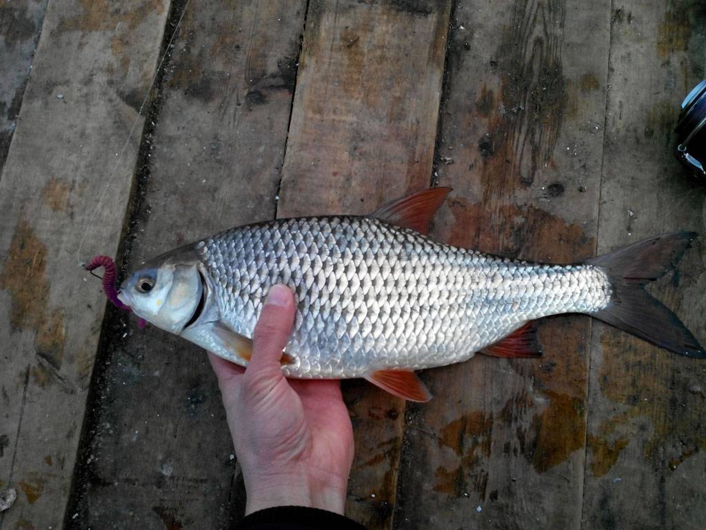 Рыба чебак: фото и описание сибирской плотвы, особенности ловли