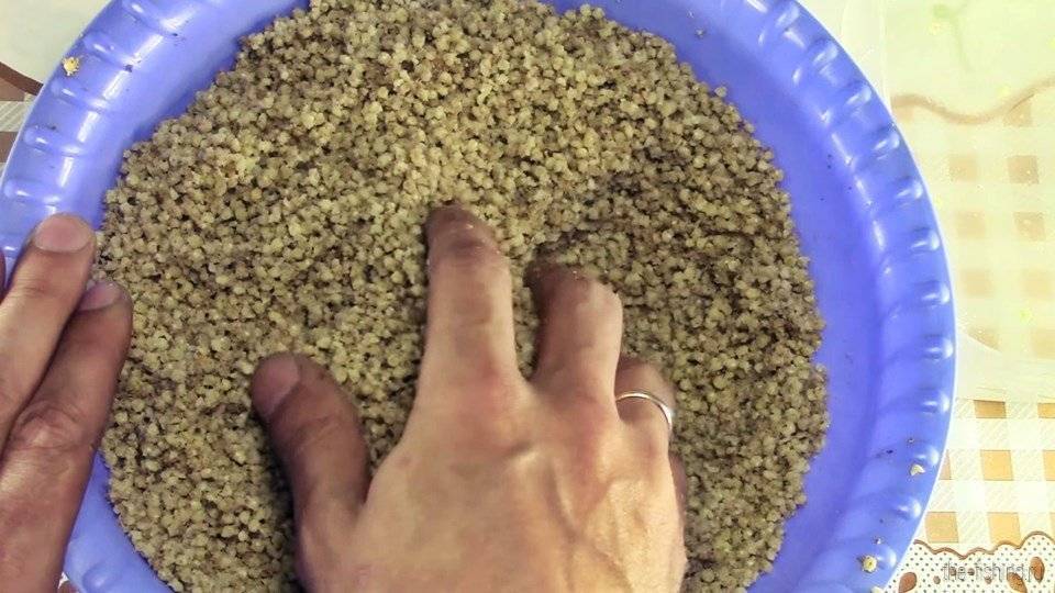 Рыбалка с помощью пшеницы: как приготовлять и запаривать зерновые для ловли