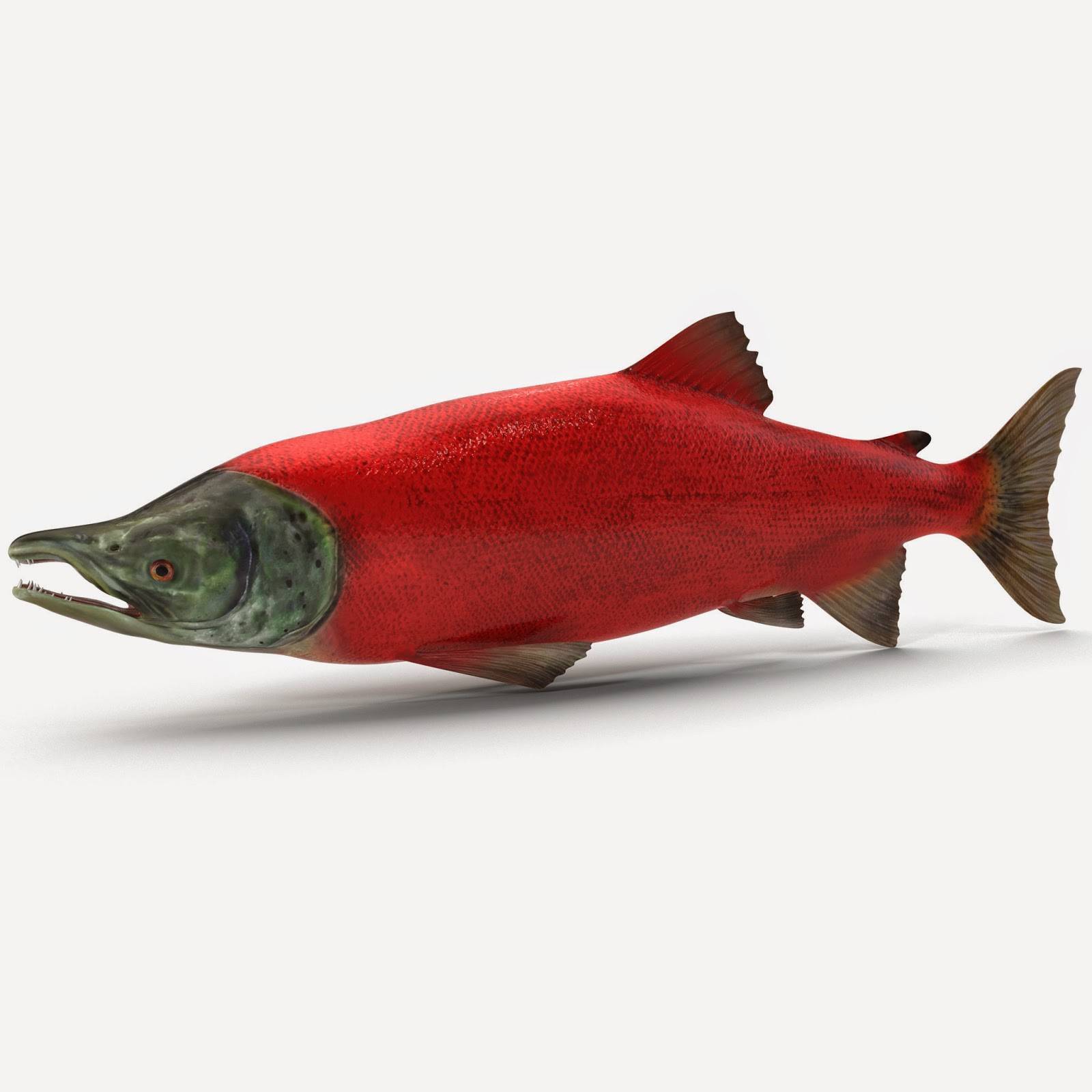 Красная рыба: виды по списку, названия, цены, жирность