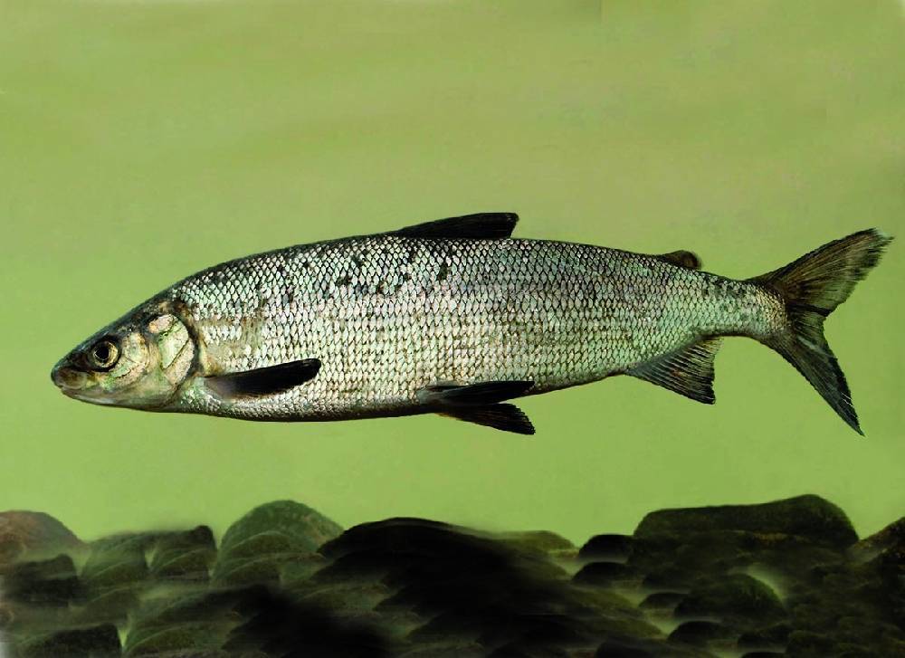 Рыба «Сиг» фото и описание