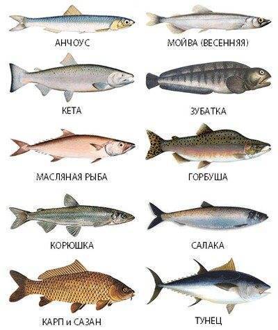 Нежирная рыба при диете: список диетических морских и речных сортов, таблица, какую лучше есть для похудения? | customs.news