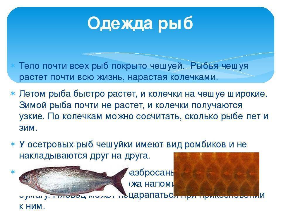 Болезни золотых рыбок: внешние признаки и лечение,фото,симптомы | аквариумные рыбки