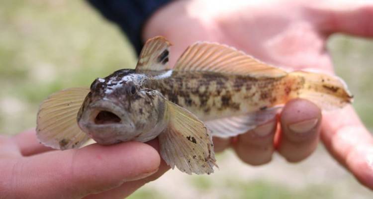 Рыба «Бычок подкаменщик» фото и описание