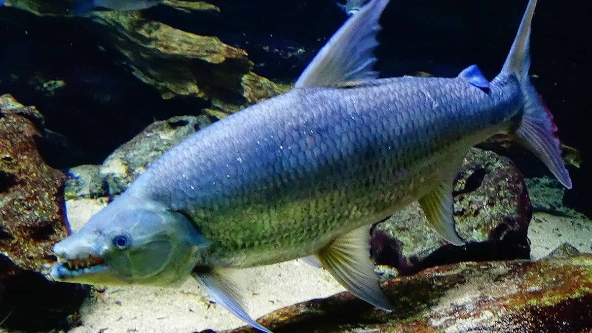 10 самых необычные рыб в мире (фото, видео)