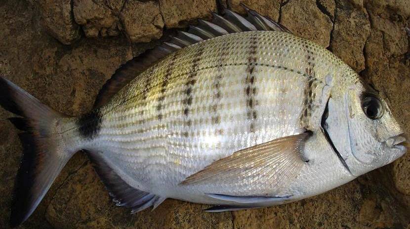 Рыбы черного моря – фото, названия и описание | виды и список рыб черного моря