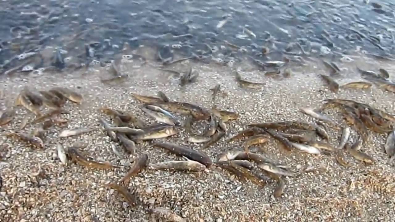 Правила рыболовства в крыму