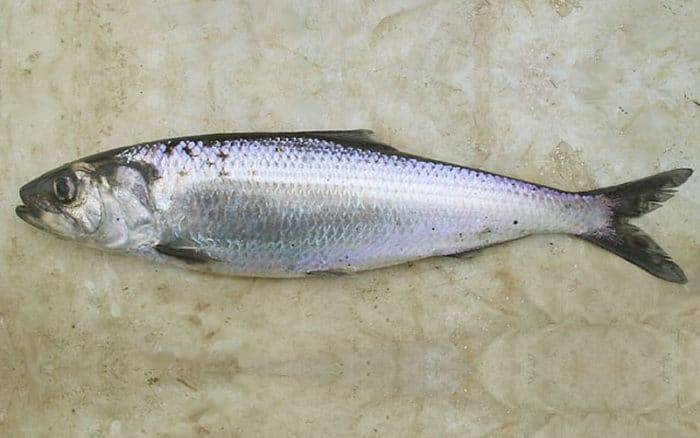 Рыба-прилипала: фото и описание