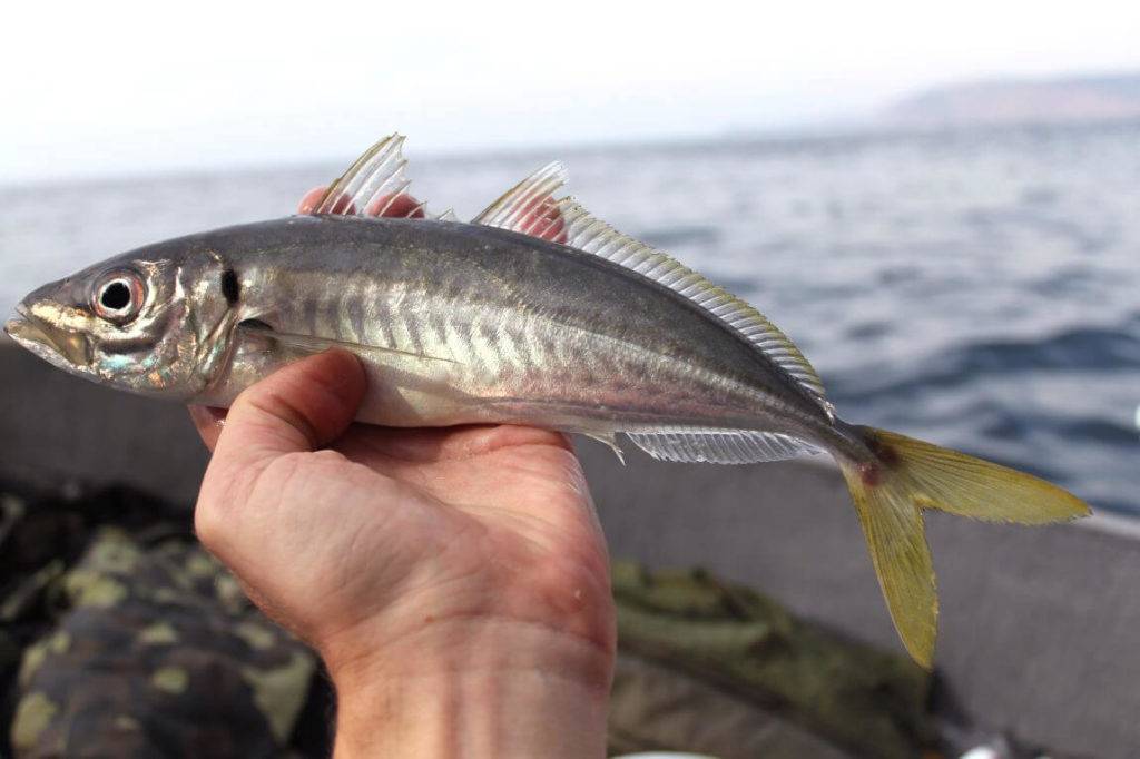 Рыбы черного моря - названия видов, фото и описание — природа мира