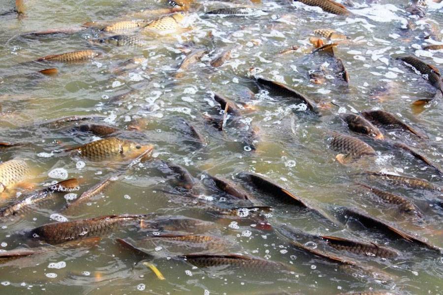Линь рыба: особенности выращивания и ухода — cельхозпортал