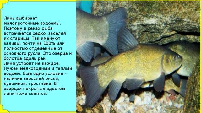 Линь рыба википедия. опасные свойства линя